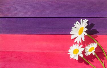 Three daisies lie on a bright wooden background
