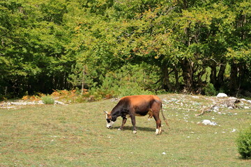 Brown cow with horns in National Park Valbona, Albania