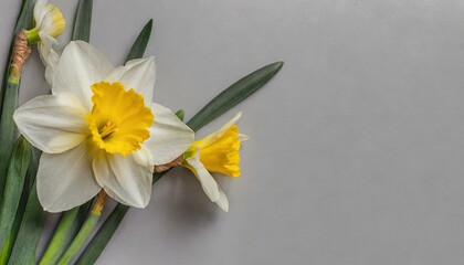 daffodils