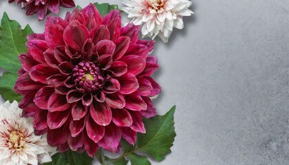 Burgundy Bordeaux Dahlia flowers on a gray grey background isolated copy space for text happy holidays 