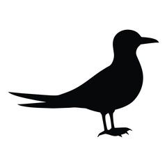 silhouette of a tern bird 