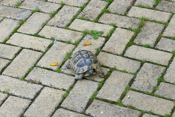 Turtle on paving stone floor