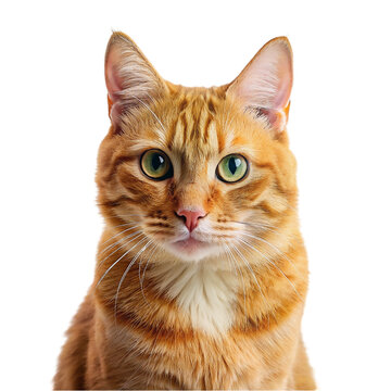 Portrait of ginger cat isolated on transparent background.