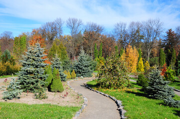 Beautiful landscape design with beautiful path, yews, thuja, picea glauca conica, blue spruce in colorful autumn.