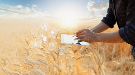 Farmer using digital tablet in barley field on sunny day, Smart farming, Business agriculture...