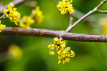 Lyric twig with yellow flowers on green blurred with bokeh background. Soft selective macro focus cornelian cherry blossom (Cornus mas, European cornel, dogwood) in early spring