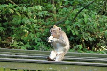 Long-tailed macaques (Macaca fascicularis) in Sacred Monkey Forest, Ubud, Indonesia