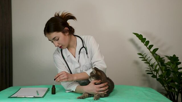 young female veterinarian puts drops in the eyes of gray cat. The pet was examined at veterinary clinic. static shot