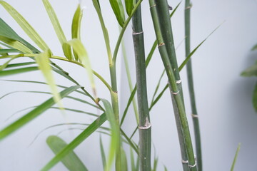 little bamboo tree with leaves isolated white wall background
