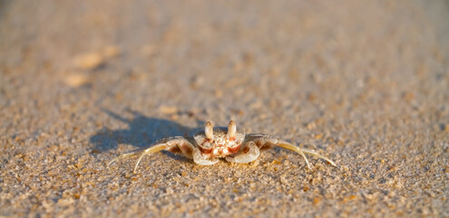 A crab on the beach is running on the white sand. Exotic animals in the resorts of tropical islands. The concept of a beach holiday in the tropics.