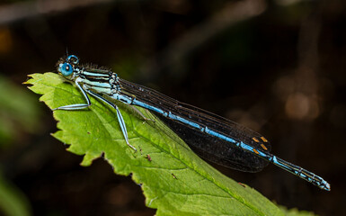 A small white-blue-black dragonfly sits on the edge of a green leaf of a bush in the forest on a...