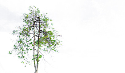 A green tree isolated on a white background