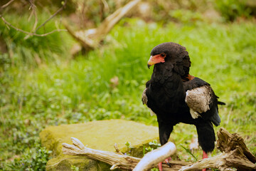 The Bateleur Eagle, standing proudly in the grass.
