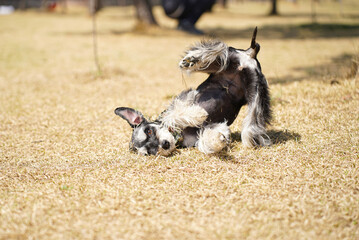 Miniature Schnauzer, the dog does the perfect b-boying freeze pose.