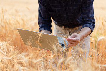 Farmer with digital laptop checking quality in barley fields, Smart farming,