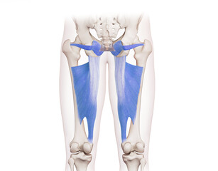 Thigh and pelvis of the deep front line - levator ani, obturator internus, adductor magnus