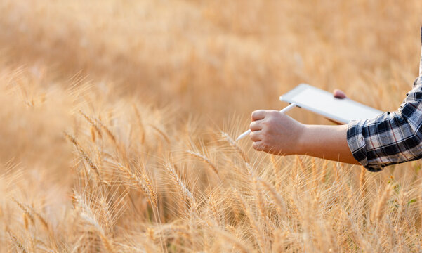 Farmer using digital tablet in barley field on sunny day, Smart farming, Business agriculture technology concept.