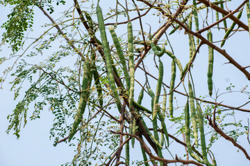 Moringa oleifera tree in bloom with drumstick fruits medicinal plant