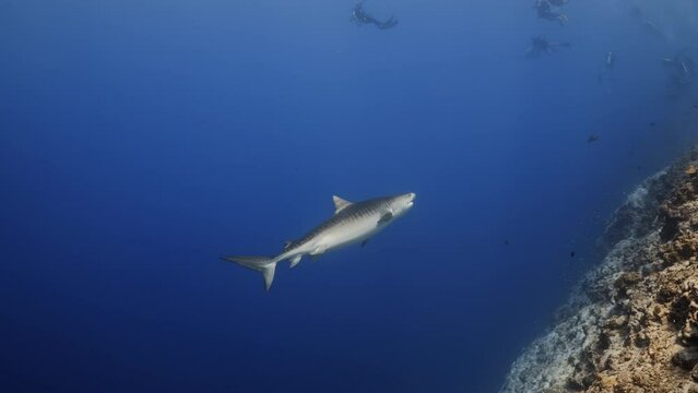 Tiger Shark in the Blue, shot taken at the Fuvahmulah Island in the Southern Maldives