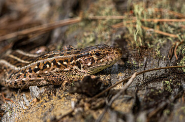 A small spotted beige-brown lizard crawls onto an old log covered with lichen and moss in a pine forest on a clear summer day.
