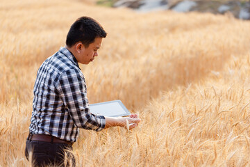 Naklejka na ściany i meble Farmer using digital tablet in barley field on sunny day, Smart farming, Business agriculture technology concept.