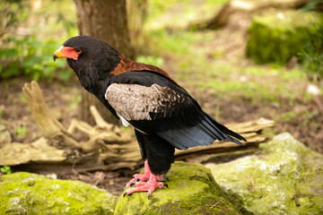 The Bateleur Eagle, perching on the ground.