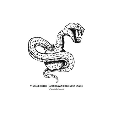 Vintage retro hand drawn viper snake with apple vector art illustration