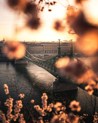 Beautiful Liberty Bridge with almond blossom in Budapest, Hungary