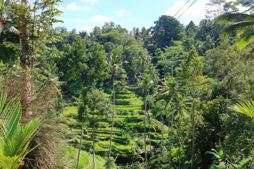 Fototapeta premium Beautiful rice terraces near Tegallalang village, Ubud, Bali, Indonesia