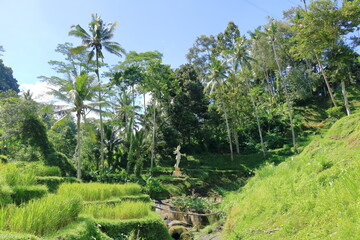 Fototapeta na wymiar Beautiful rice terraces near Tegallalang village, Ubud, Bali, Indonesia