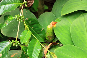 Close-up of Stepladder ginger (Costus malortieanus) in tropical garden in Bali, Indonesia
