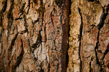 Natural surface texture of tree bark.