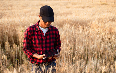 Naklejka na ściany i meble Farmer using digital tablet in barley field on sunny day, Smart farming, Business agriculture technology concept.