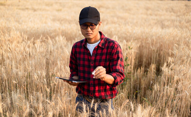 Farmer using digital tablet in barley field on sunny day, Smart farming, Business agriculture technology concept.