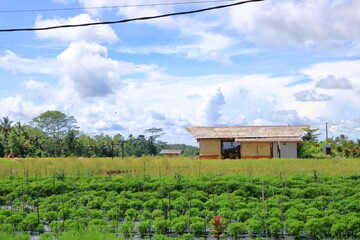 beautiful vegetable fields in Bali, Indonesia. Palm trees in the background
