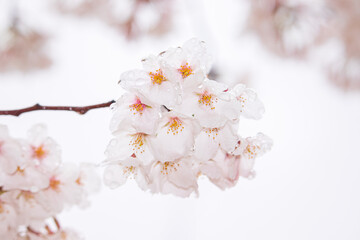 Close-up of fresh cherry blossoms in full bloom with spring rain.