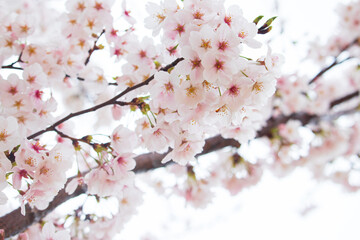 Fresh cherry blossoms in full bloom with spring rain.