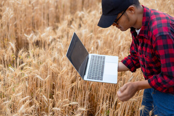 Farmer using digital laptop in barley field on sunny day, Smart farming, Business agriculture technology concept.