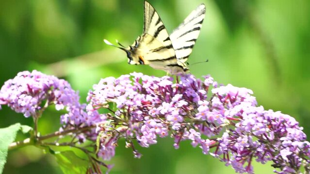A common yellow swallowtail Papilio machaon on the flower of a butterfly bush Buddleja davidii . Close up, slow motion