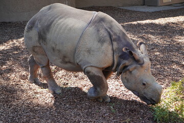 Naklejka premium Rhino close up at the zoo