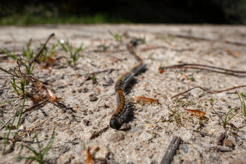 Lagartas dos pinheiros ou lagartas processionais em fila junto ao solo. Lagartas perigosas para o homem e os animais por causa dos seus pelos urticantes