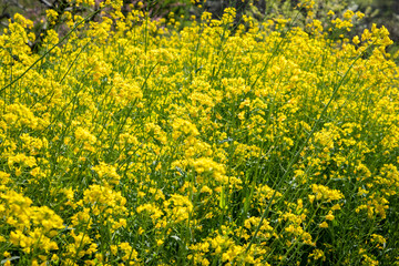 Obraz premium Nabiças em plena floração num dia primaveril na fazenda