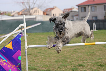 Dog training on agility field