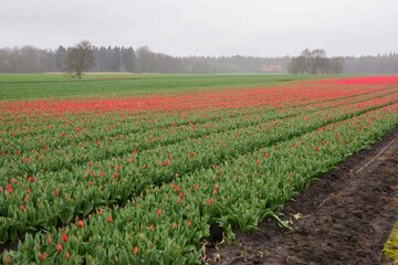 Fototapeta na wymiar Blooming Tulip field with red flowers in the Dutch countryside, in the distance forest and red roof of farmhouse
