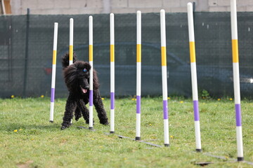 Dog running slalom on the agility field for dogs - 775731672