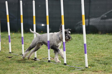 Dog running slalom on the agility field for dogs - 775731846