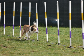Dog running slalom on the agility field for dogs - 775731884