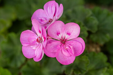 Bright pink or magenta, interspecific Geranium ‘Patriot Lavender Blue’ flower, close up. Pelargonium is herbaceous, flowering plant, known as scented leaf storksbill of the family Geraniaceae.