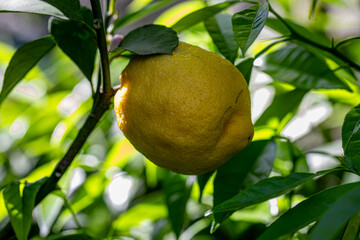 Fresh lemon ripe on a lemon tree.