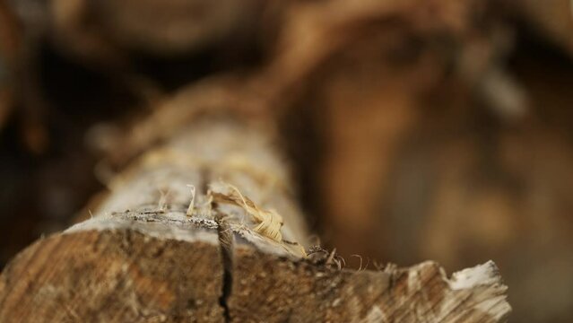 Timber and firewood racking focus